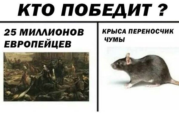 Дератизация от грызунов от крыс и мышей в Белгороде