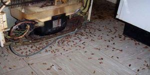Поморить тараканов в квартире в Белгороде, цены