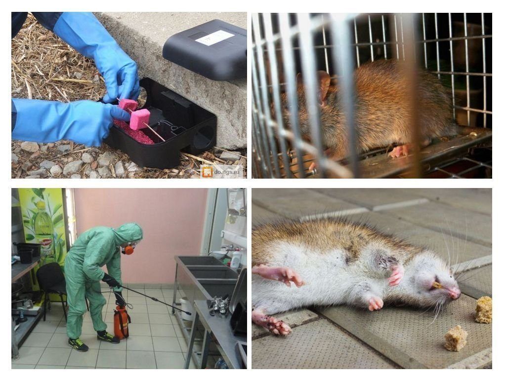 Фирма по уничтожению грызунов, крыс и мышей в Белгороде