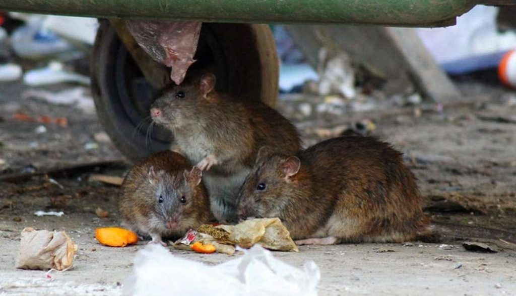 Травить грызунов крыс и мышей в Белгороде