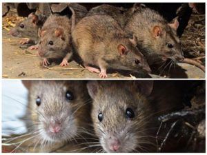 Травить грызунов крыс и мышей в Белгороде