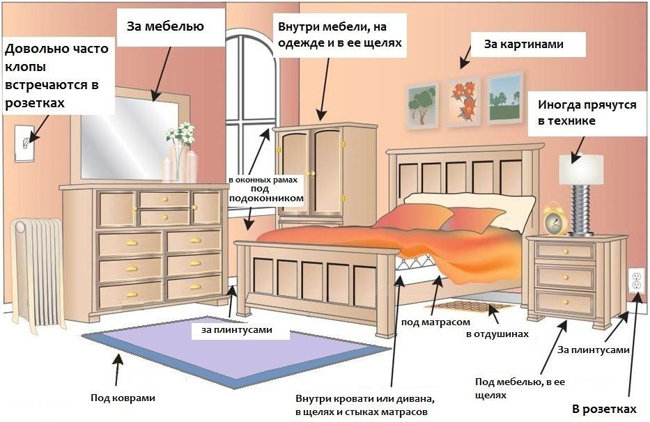 Обработка от клопов квартиры в Белгороде