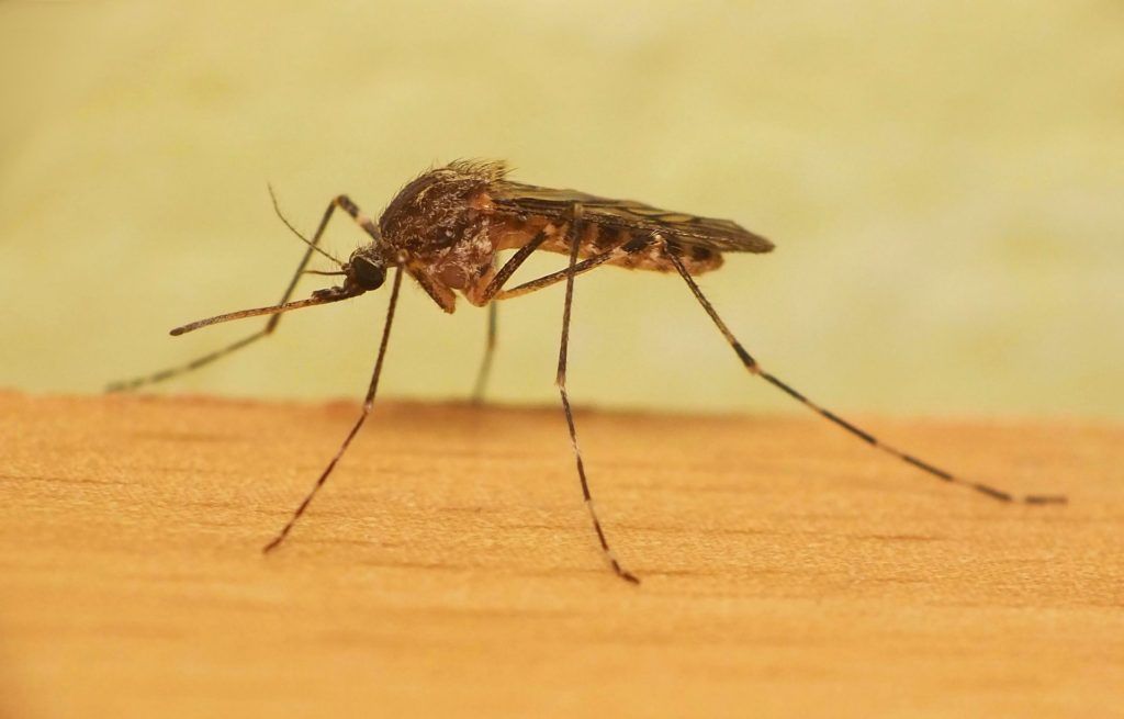 Уничтожение комаров в Белгороде