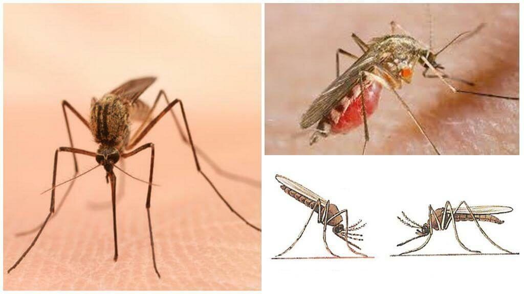 Уничтожение комаров в Белгороде