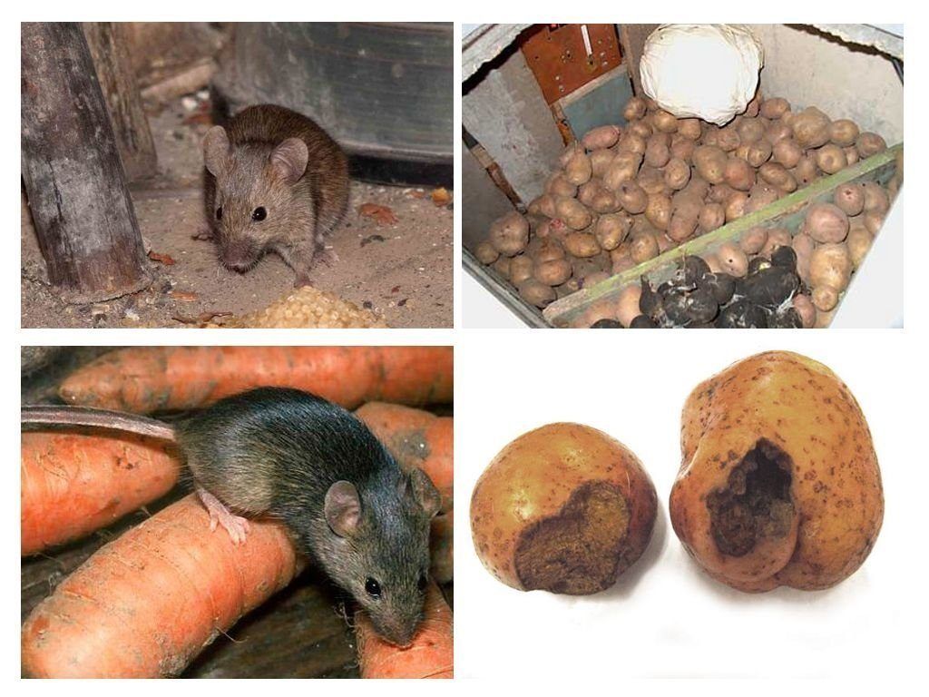 Обработка от грызунов крыс и мышей в Белгороде
