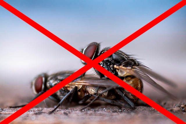 Профессиональное уничтожение мух в Белгороде с гарантией