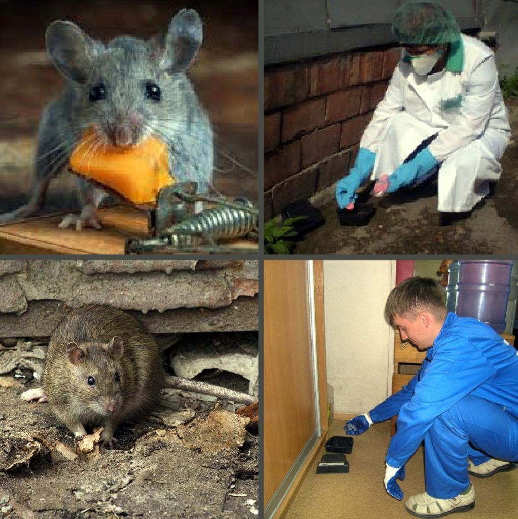 Дезинфекция от грызунов, крыс и мышей в Белгороде