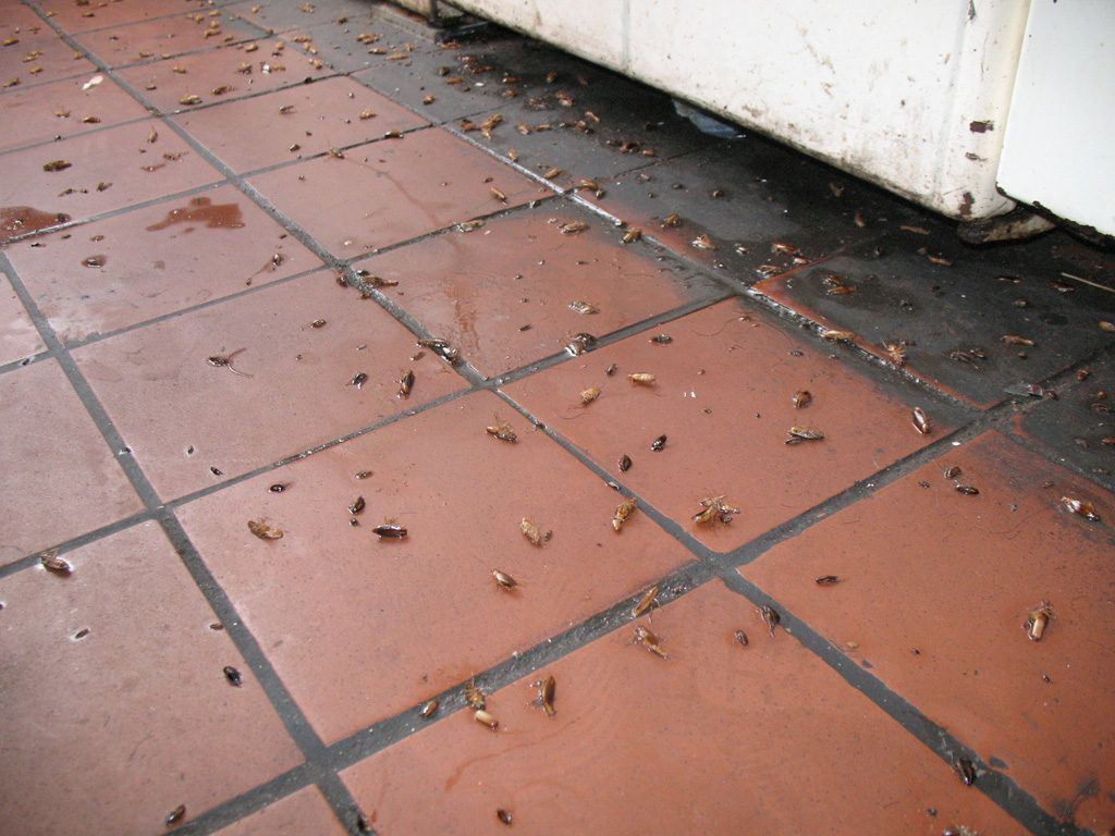 Уничтожение тараканов в квартире в Белгороде 