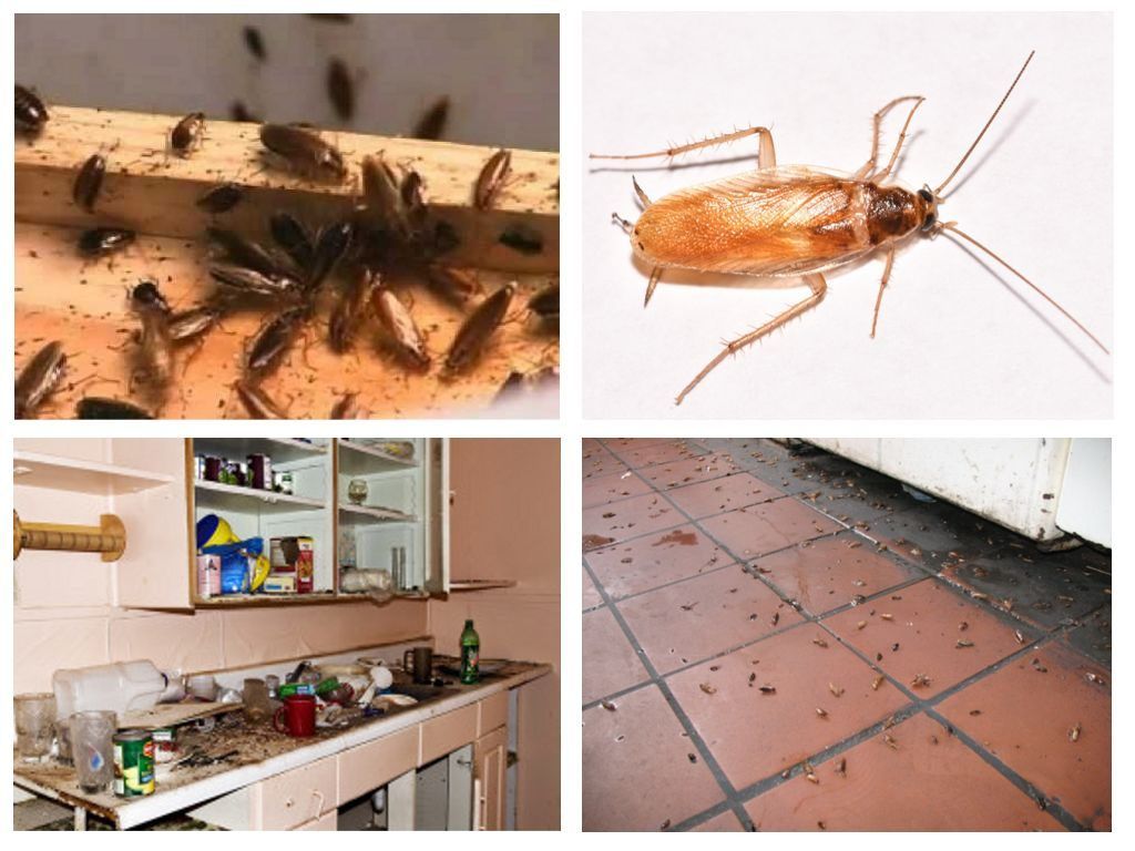 Морить тараканов в квартире в Белгороде, цены