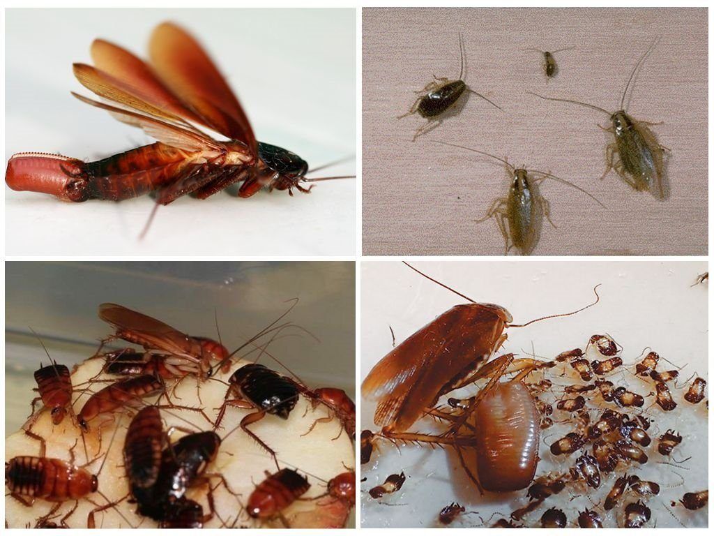 Уничтожение тараканов в квартире в Белгороде 