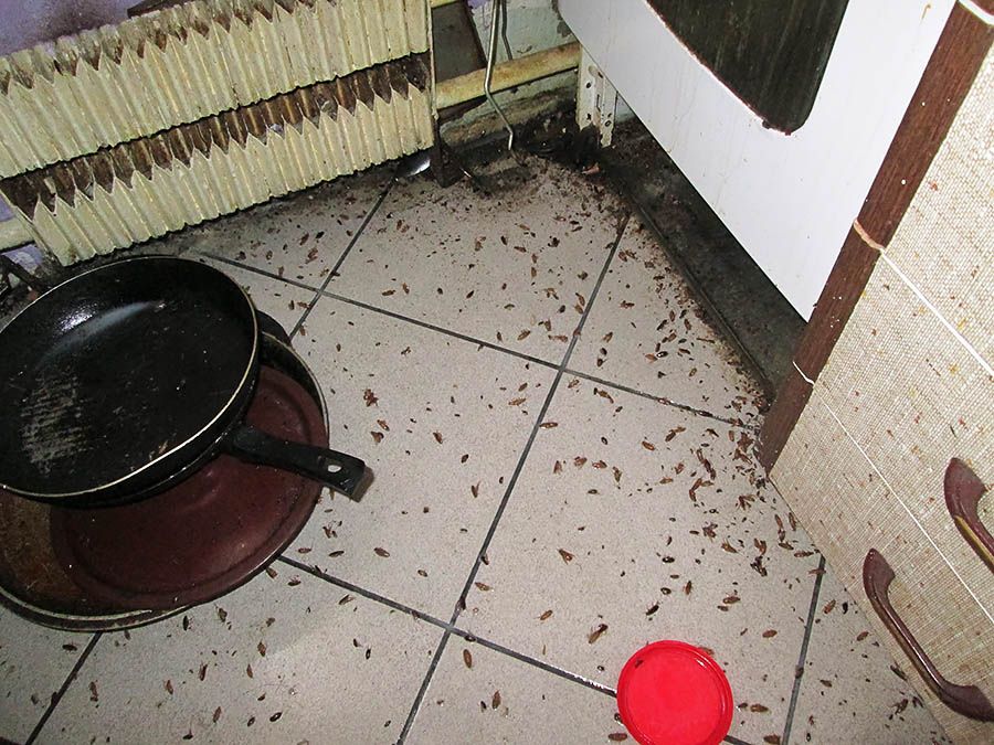 Санэпидемстанция от тараканов в Белгороде, вызвать, цены